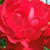 Rdeča - Pokrovne vrtnice - Limesglut